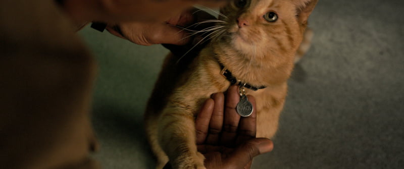 Escena de Captain Marvel con el gato Goose